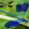 Blue Dragonfly Insect Diamond Painting