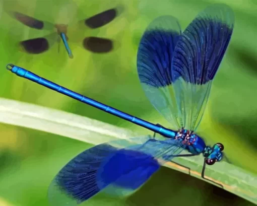 Blue Dragonfly Insect Diamond Painting