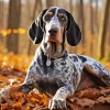 Blue English Coonhound Diamond Painting