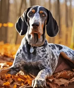 Blue English Coonhound Diamond Painting