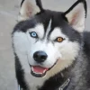 Blue Eye Husky Diamond Painting