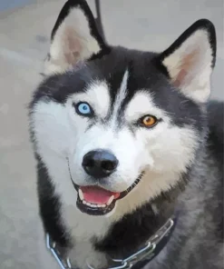 Blue Eye Husky Diamond Painting