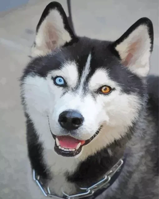 Blue Eye Husky Diamond Painting