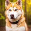 Blue Eyed Brown Husky Diamond Painting