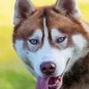 Blue Eyed Brown Husky Dog Diamond Painting