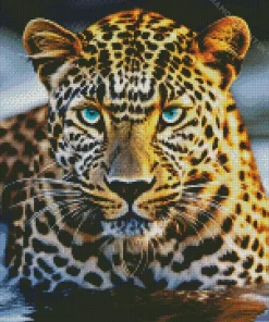 Blue Eyed Leopard In Water Diamond Painting