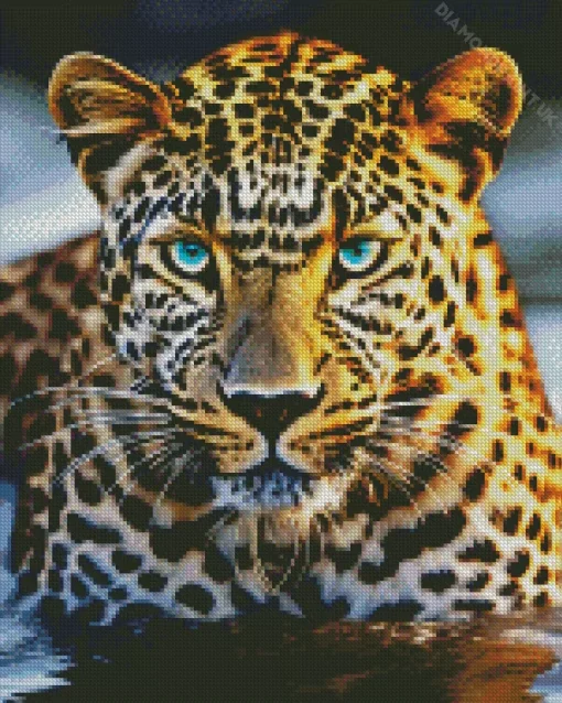 Blue Eyed Leopard In Water Diamond Painting