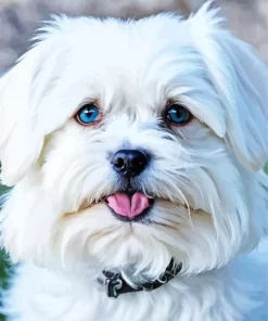 Blue Eyed Maltipoo Diamond Painting