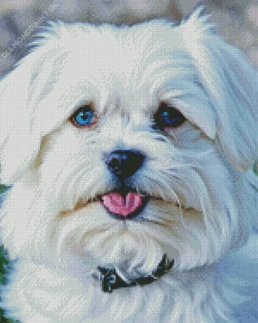 Blue Eyed Maltipoo Diamond Painting