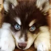 Blue Eyed Pomsky Diamond Painting