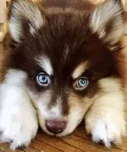 Blue Eyed Pomsky Diamond Painting