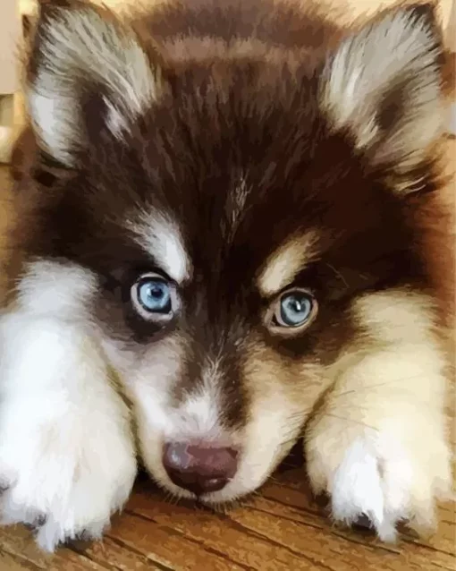 Blue Eyed Pomsky Diamond Painting