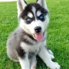 Blue Eyed Pomsky Dog Diamond Painting