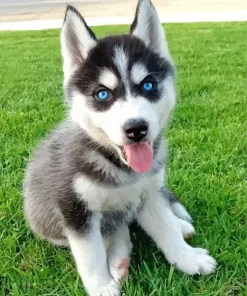 Blue Eyed Pomsky Dog Diamond Painting