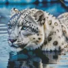 Blue Eyed Snow Leopard In Water Diamond Painting