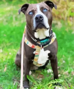 Blue Eyed Staffordshire Bull Terrier Diamond Painting