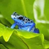 Blue Frog On Leaf Diamond Painting