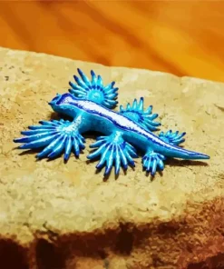 Blue Glaucus Nudibranch Diamond Painting