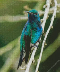 Blue Green Hummingbird Diamond Painting