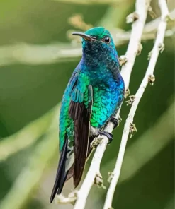 Blue Green Hummingbird Diamond Painting