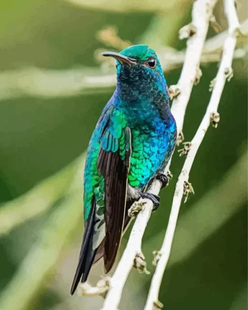 Blue Green Hummingbird Diamond Painting