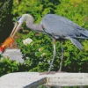 Blue Heron Eating Diamond Painting