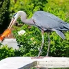 Blue Heron Eating Diamond Painting