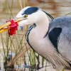 Blue Heron Eating Fish Diamond Painting