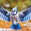 Blue Jay Bird Flying Diamond Painting