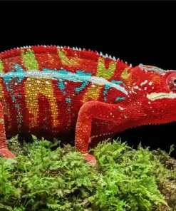 Panther Chameleon Diamond Painting