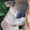 Tired Koala Diamond Painting