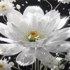 White Flower Art Diamond Painting