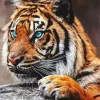 Wild Blue Eyed Tiger Diamond Painting