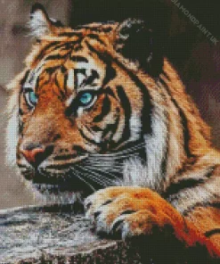 Wild Blue Eyed Tiger Diamond Painting