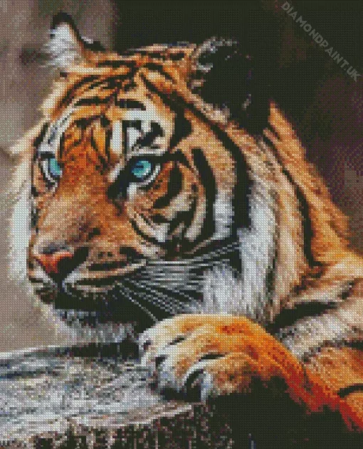 Wild Blue Eyed Tiger Diamond Painting