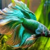 Betta Smaragdina Diamond Painting