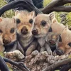 Boar Babies Diamond Painting