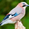 Eurasian Jay Bird Diamond Painting