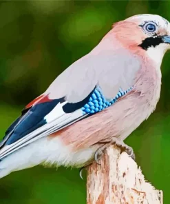 Eurasian Jay Bird Diamond Painting