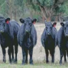 The Aberdeen Angus Diamond Painting