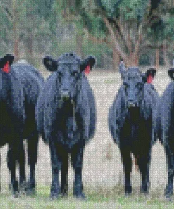 The Aberdeen Angus Diamond Painting