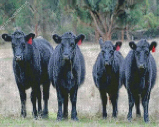 The Aberdeen Angus Diamond Painting