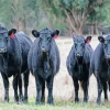 The Aberdeen Angus Diamond Painting