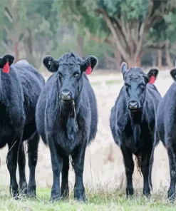 The Aberdeen Angus Diamond Painting