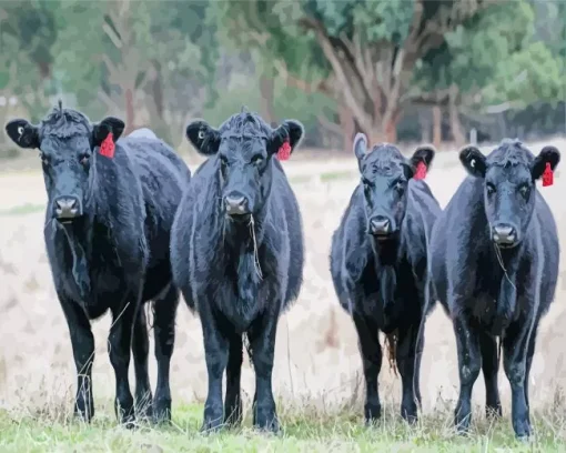 The Aberdeen Angus Diamond Painting