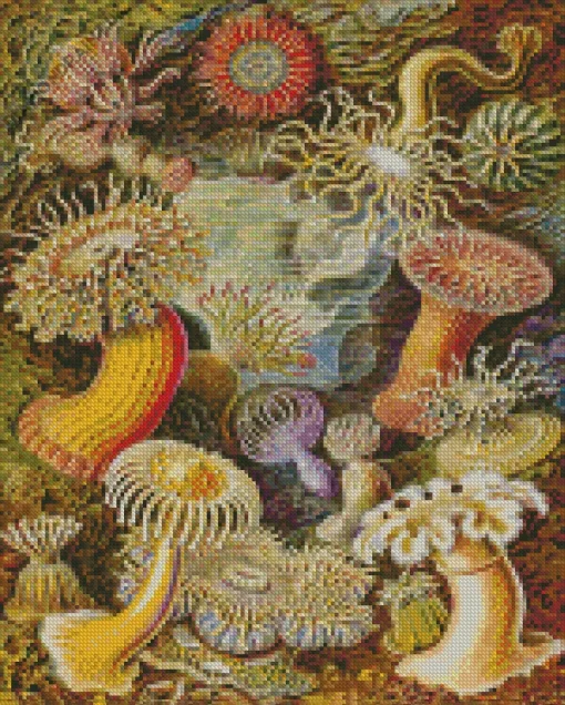 Actiniae By Ernst Haeckel Diamond Painting