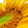 Bee On Sunflower Diamond Painting