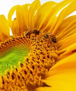 Bee On Sunflower Diamond Painting