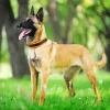 Belgian Malinois Dog Diamond Painting