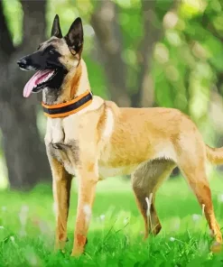 Belgian Malinois Dog Diamond Painting